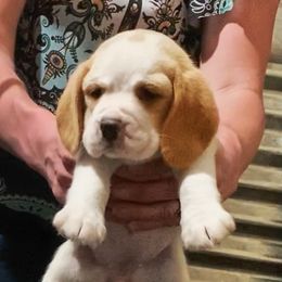 Beagle and German Shepherd Puppies from Synastry Beagles