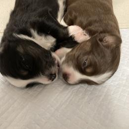 Miniature Australian Shepherd Puppies from Blue Skye's Miniature Australian Shepherds