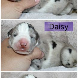 Daisy - Mantle merle female Great Dane puppy in Spokane, Washington from Phoenix Family Danes