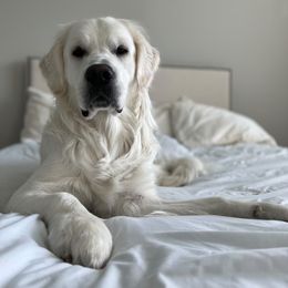 Uhtred - Golden Retriever