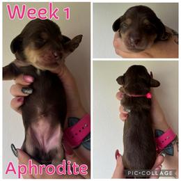 Aphrodite - Chocolate and cream female Dachshund puppy in Michigan from M.H.P Dachshunds