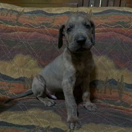 Noisy - Brindle male Great Dane puppy in Somerset, Ohio from Quarter Creek Danes