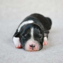 Filly - Black tri-color female Australian Shepherd puppy in Aberdeen, North Carolina from Huckleberry Hill Aussies LLC.