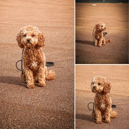 Honey - Cavapoo