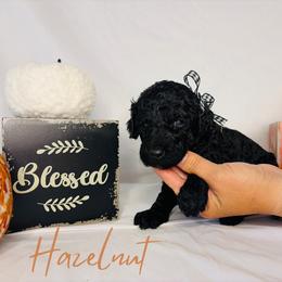 Hazelnut - Black female Goldendoodle puppy in Cedartown, Georgia from Loyal Doodles