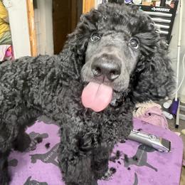 Green - Black male Poodle puppy in Sioux Falls, South Dakota from Risa Poodles