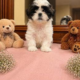 Puppy 3 - Tricolor female Shih Tzu puppy in Downey, California from Cali shih tzu