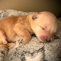 SmithDoodles BOY 2 - Apricot male Goldendoodle puppy in Portland, Oregon from Smith Family Doodles