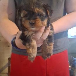 Issac - Black and tan male Yorkshire Terrier puppy in Jacksonville, Arkansas from Royal Yorkie Terrier