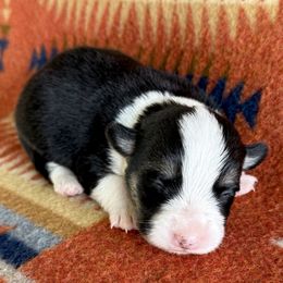 Charlie - Black and tan male Pembroke Welsh Corgi puppy in Okeechobee, Florida from HotShot Kennels