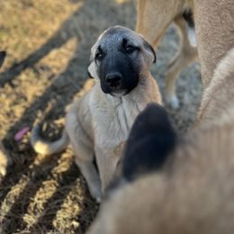 Anatolian Shepherd Dog and Havanese Puppies from Home with Havanese