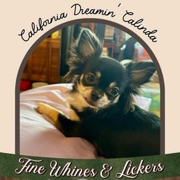 Callie - Chihuahua