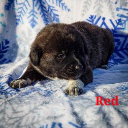 Anatolian Shepherd Dog and Australian Cattle Dog Puppies from 4D Cattle Dogs