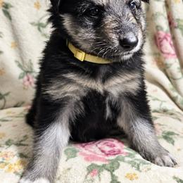 Female 1 - Black and tan female German Shepherd puppy in Allentown, Pennsylvania from VMH Shepherds