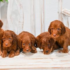 Aussiedoodle, Bernedoodle, Goldendoodle, and Irish Doodle Puppies from Sun Valley Goldendoodles