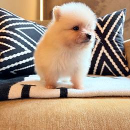 Will t h - Cream male Pomeranian puppy in San Antonio, Texas from San Antonio Pomeranian