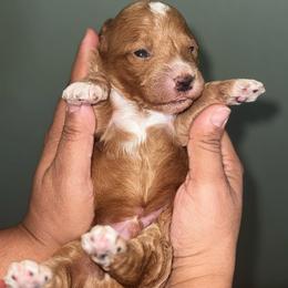 Reef - Phantom male Goldendoodle puppy in Hemet, California from Vallevistadoodles