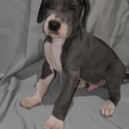 Jimmy - Blue and white male Great Dane puppy in Walker, Louisiana from La Rebel Danes