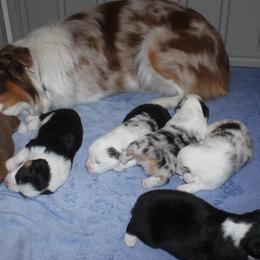 Miniature American Shepherds and Miniature Australian Shepherds from Red Moon Mini Aussies
