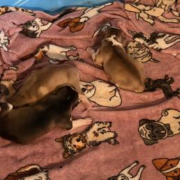 Girl 1 - Black and white female Pomsky puppy in Eastman, Georgia from Once Upon A Pomsky