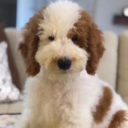 Fizzy - Parti male Goldendoodle puppy in Yuciapa, California from AlltheDoodlez_