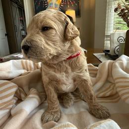 Tangelo - Cream male Goldendoodle puppy in Chattanooga, Tennessee from Scenic City Doodles