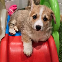 Leafeon - Red male Pembroke Welsh Corgi puppy in Kiowa, Colorado from Cool Water Corgis LLC