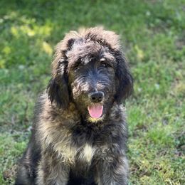 Sport (blue) - Chocolate Goldendoodle puppy in Indian Trail, North Carolina from Castleberry Doodles and Poodles