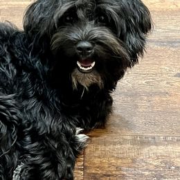 Havanese Puppies from Sweet Feats Havanese