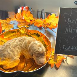 Autumn - Brown and white female Sheepadoodle puppy in Amherst, Ohio from Barking doodles