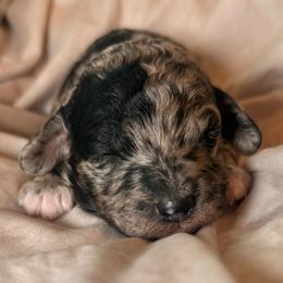 Thelma - Merle female Goldendoodle puppy in Saint Louis, Missouri from Jax Doodles
