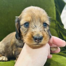 Girl 2 - female Dachshund puppy in Altus, Oklahoma from Johnson Prairie Pups