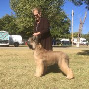 Desmond - Briard