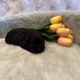 Forrest - Black male Shih Tzu puppy in Success, Missouri from Sweet Success