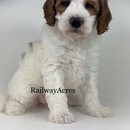 Lola - Parti female Goldendoodle puppy in Milford, Indiana from Railway Acres Kennel