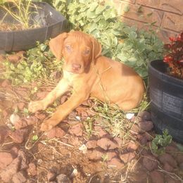 Kat - Rd whtn brn nose female Rhodesian Ridgeback puppy in Carney, Oklahoma from River Run Parson Russell terriers & River Run Ridgebacks