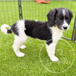 Brown - Tri-color male Bernedoodle puppy in Rockwall, Texas from Glory Doodles