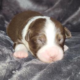 Valentino - Red tri male Miniature Australian Shepherd puppy in Sunbury, Pennsylvania from Elemental Mini Aussies