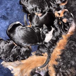 Female 1 - Tri-color female Bernedoodle puppy in Belgreen, Alabama from Scott’s Farm Poodles and Doodles