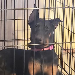 Doberman Pinscher All Grown Up from Brenda Snider