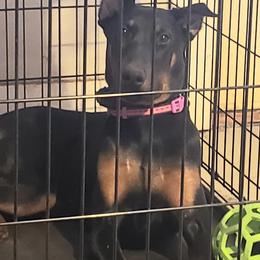 Doberman Pinscher All Grown Up from Brenda Snider