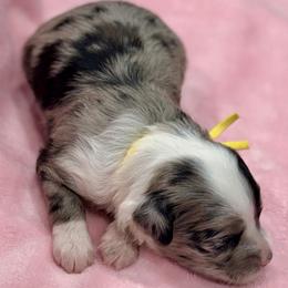 Yellow collar toy - Blue merle female Aussiedoodle puppy in 32046, Florida from River Hill Ranch