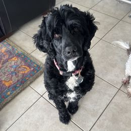 Willo - Portuguese Water Dog