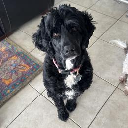 Willo - Portuguese Water Dog