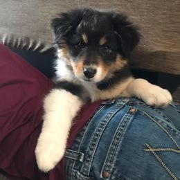 Australian Shepherd Puppies from 4t Aussies