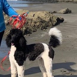 Poodle All Grown Up from Annie's CA Standard Poodles