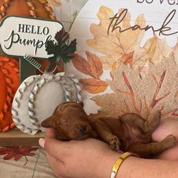 Fred (Blue) - Apricot male Poodle puppy in Calimesa, California from Teakwood Poodles of SoCal