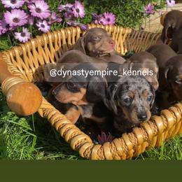 Dachshund Puppies from Dynasty Empire Kennels