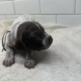 Gray Boy - Liver male German Shorthaired Pointer puppy in White Salmon, Washington from Holding Hands Farm