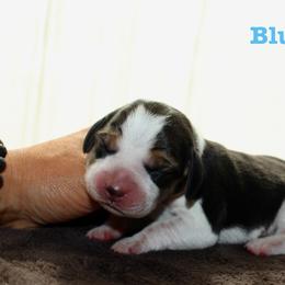 Blue Girl - Black tan and white female Beagle puppy in Grantsville, Maryland from Fable & Fern Beagles